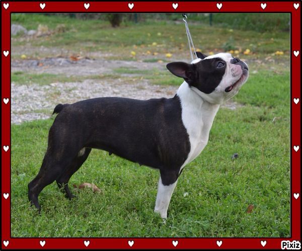 CH. Hilda Des Ch'tittes Bouilles