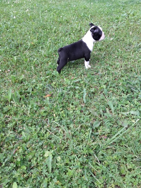 Des Ch'tittes Bouilles - Boston Terrier - Portée née le 25/05/2016