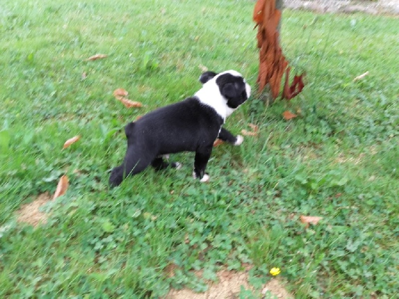 Des Ch'tittes Bouilles - Boston Terrier - Portée née le 25/05/2016
